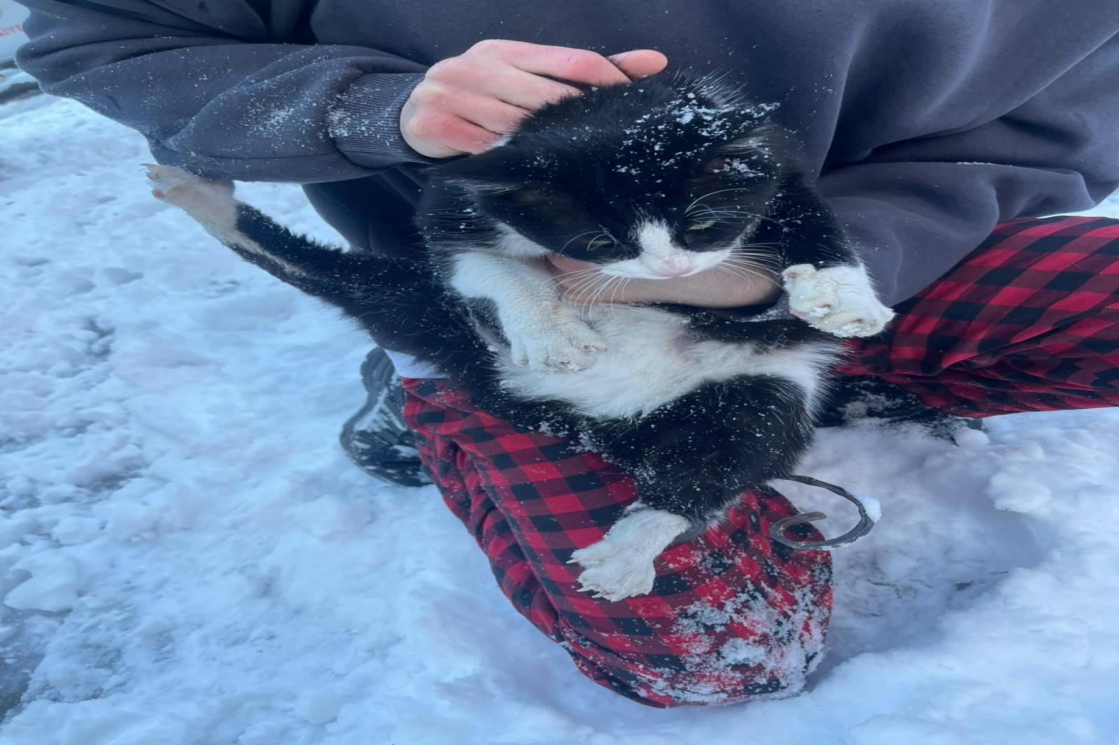  KEDİ HEM SOĞUKTAN HEM DE ZOR DURUMDAN KURTARILDI