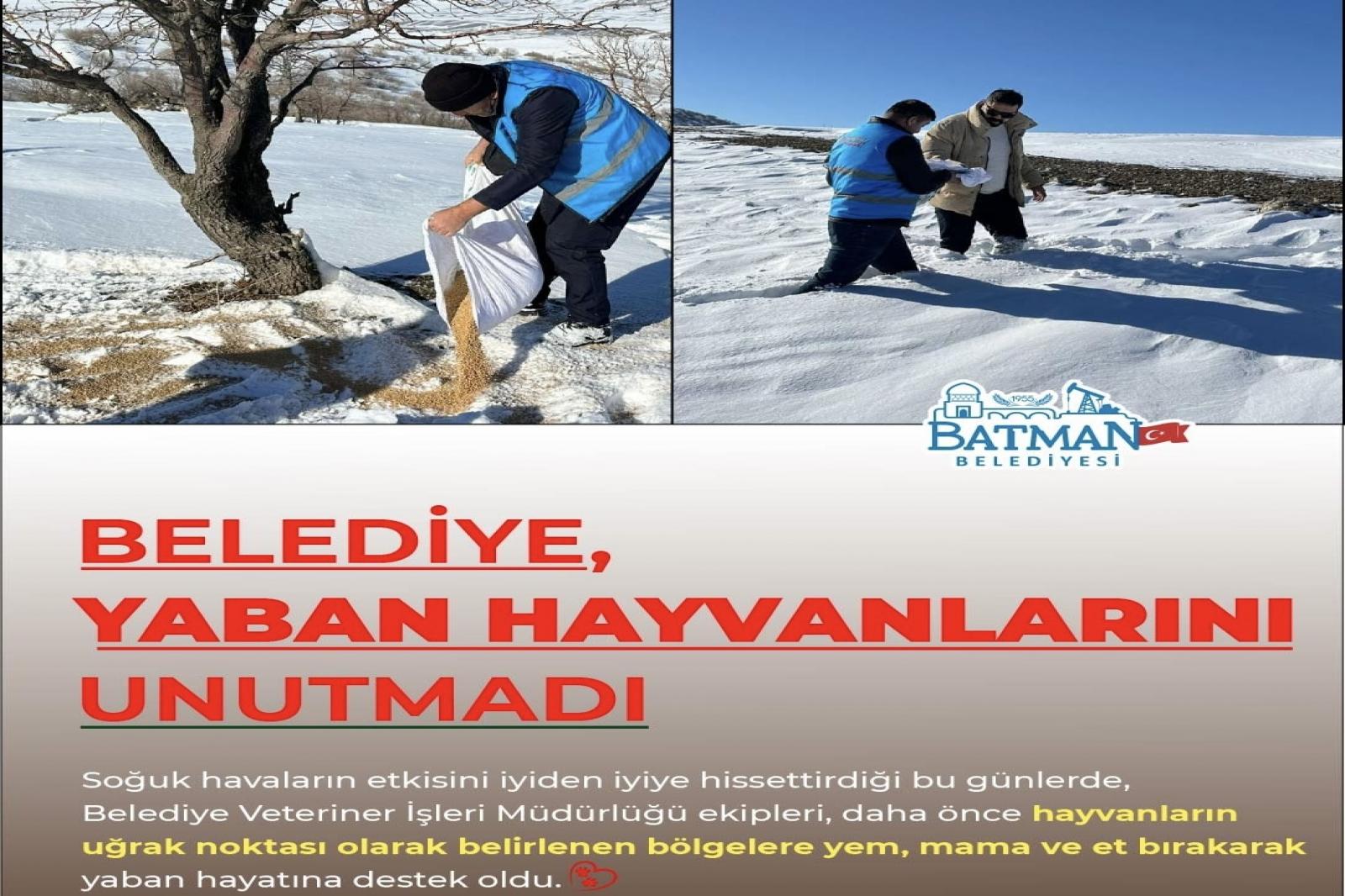  BELEDİYE, YABAN HAYVANLARINI UNUTMADI