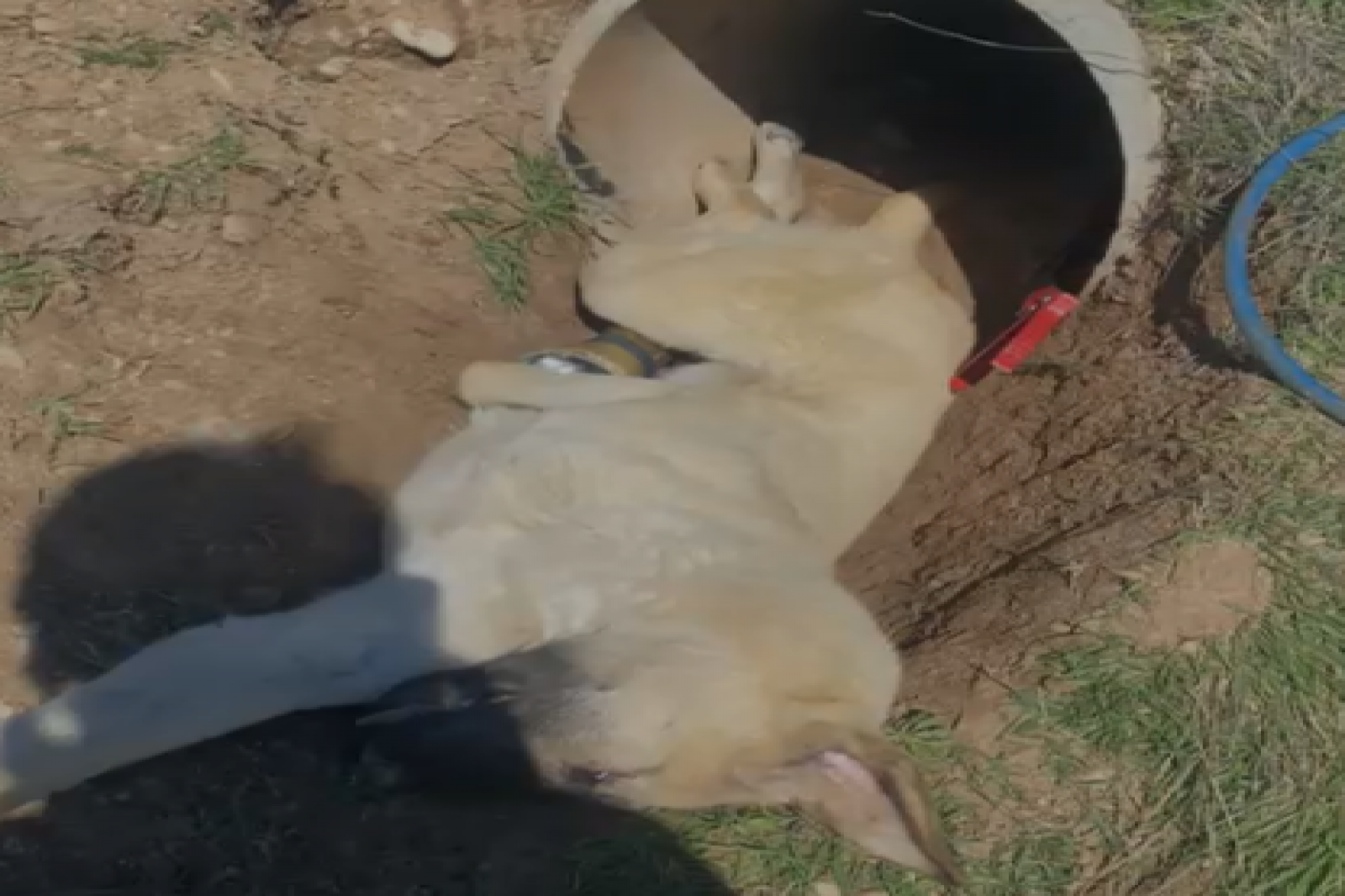  BORUYA SIKIŞAN KÖPEK KURTARILDI